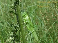 Sabelsprinkhanen [Tettigoniidae]